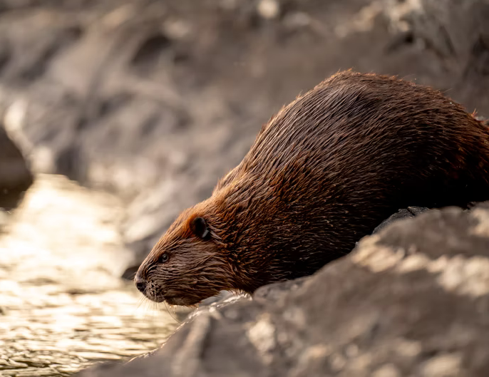 English River First Nation Territory